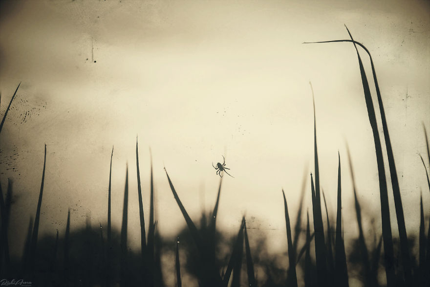 I Photographed One Of The Most Intriguing Creatures On Earth