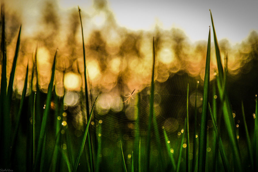 I Photographed One Of The Most Intriguing Creatures On Earth