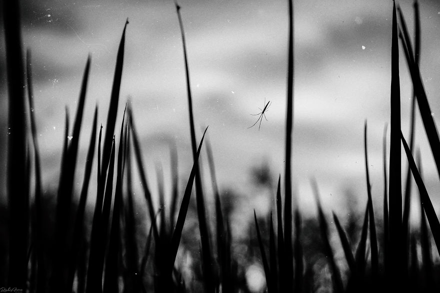 I Photographed One Of The Most Intriguing Creatures On Earth