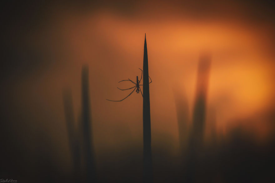 I Photographed One Of The Most Intriguing Creatures On Earth