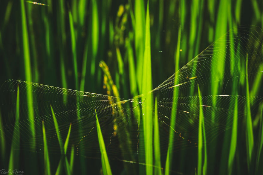 I Photographed One Of The Most Intriguing Creatures On Earth