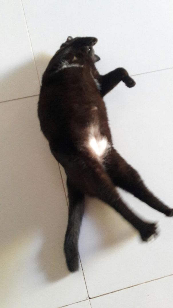 Found This Sickly Cat And Look What Happened When His Hair Grew Back :)