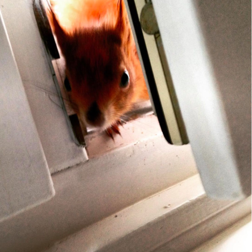 This Squirrel Knocks On My Window Every Morning To Get A Nut