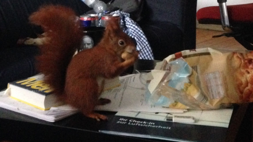 This Squirrel Knocks On My Window Every Morning To Get A Nut