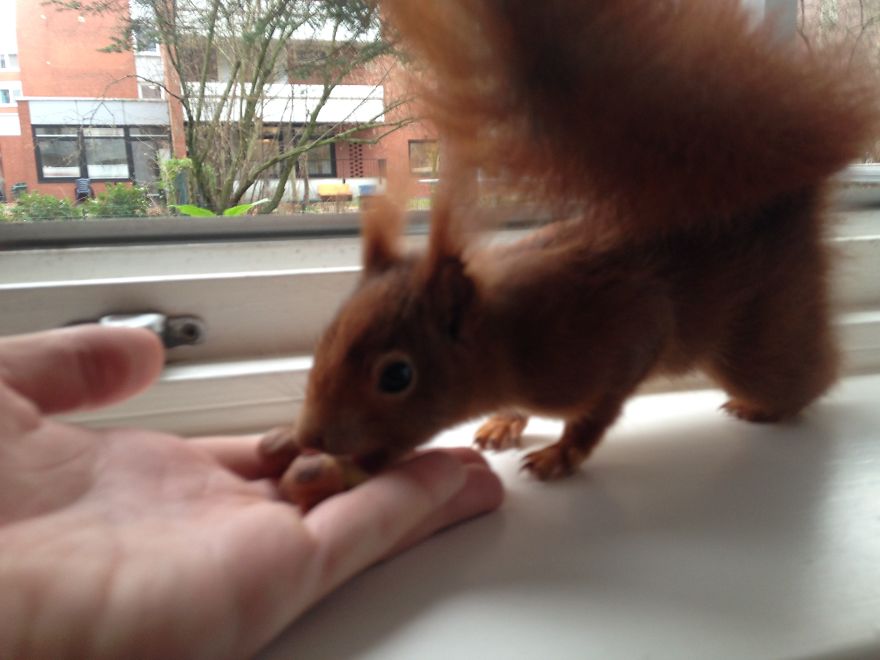 This Squirrel Knocks On My Window Every Morning To Get A Nut