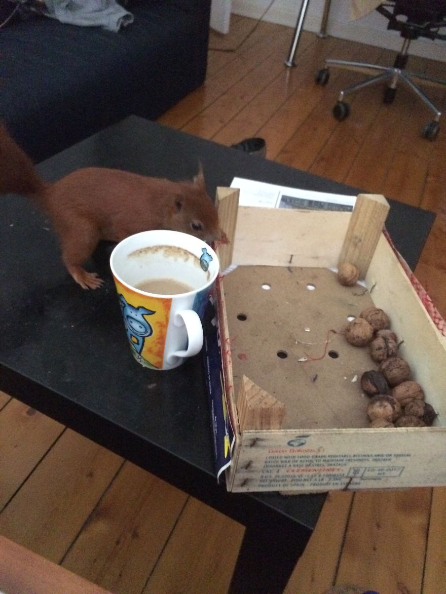 This Squirrel Knocks On My Window Every Morning To Get A Nut