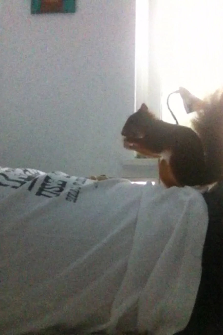 This Squirrel Knocks On My Window Every Morning To Get A Nut