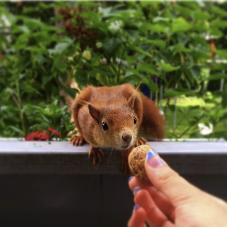 This Squirrel Knocks On My Window Every Morning To Get A Nut
