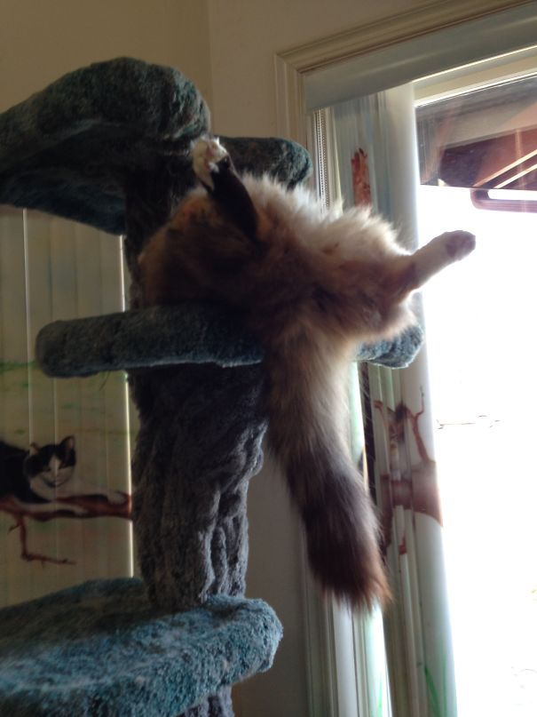 Suki Sleeping On Cat Tree