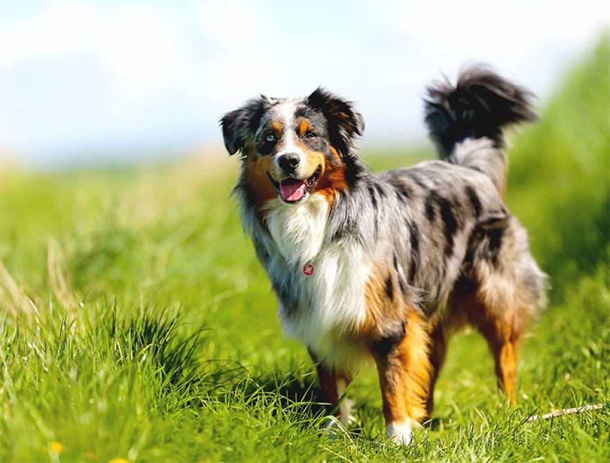 The Cutest Dog Breeds