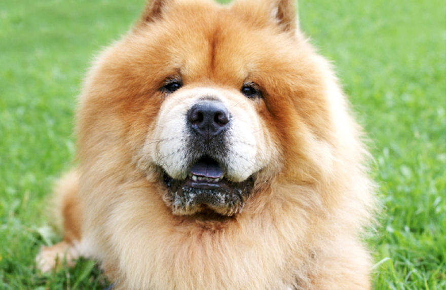 The Cutest Dog Breeds