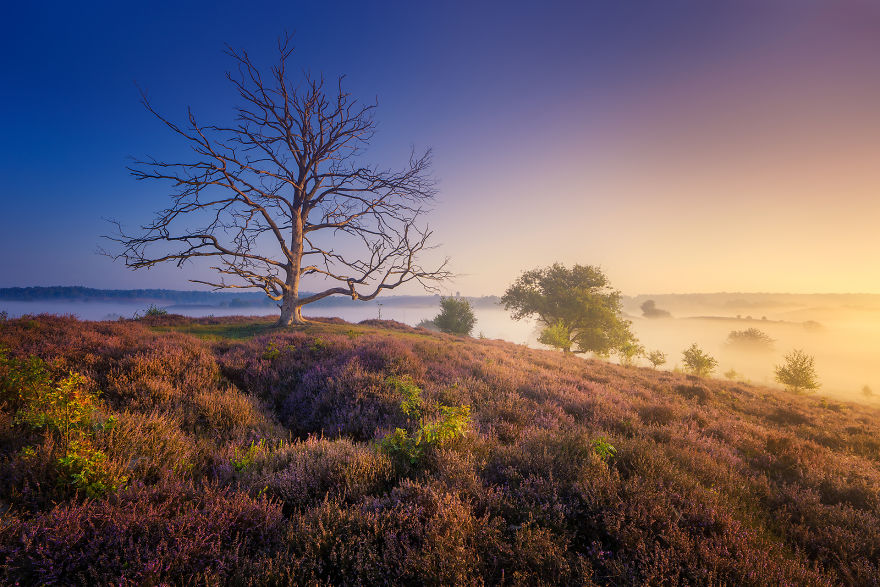 Why You Should Visit My Homeland The Netherlands In August - A Purple Dream