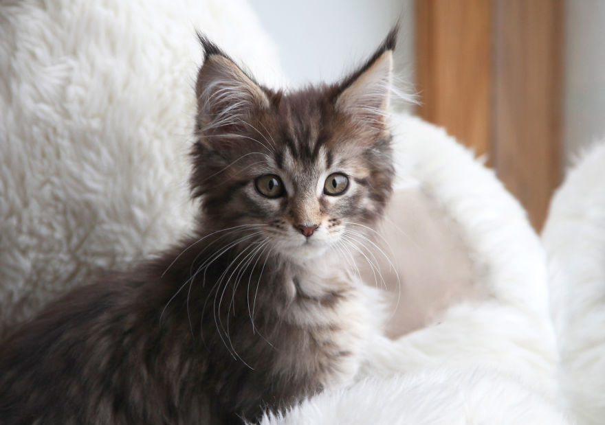 Why Maine Coon Cats Are So Cool Why Maine Coon Cats Are So Cool