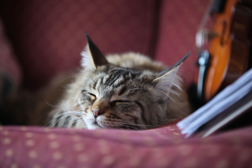 Why Maine Coon Cats Are So Cool Why Maine Coon Cats Are So Cool