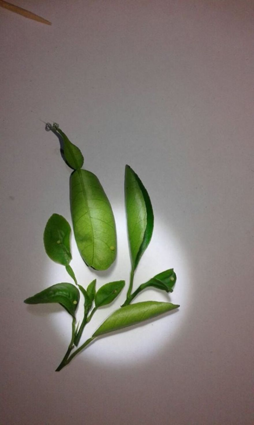 When She's Not In The Skies She's Raising Butterflies :) When She's Not In The Skies She's Raising Butterflies :)