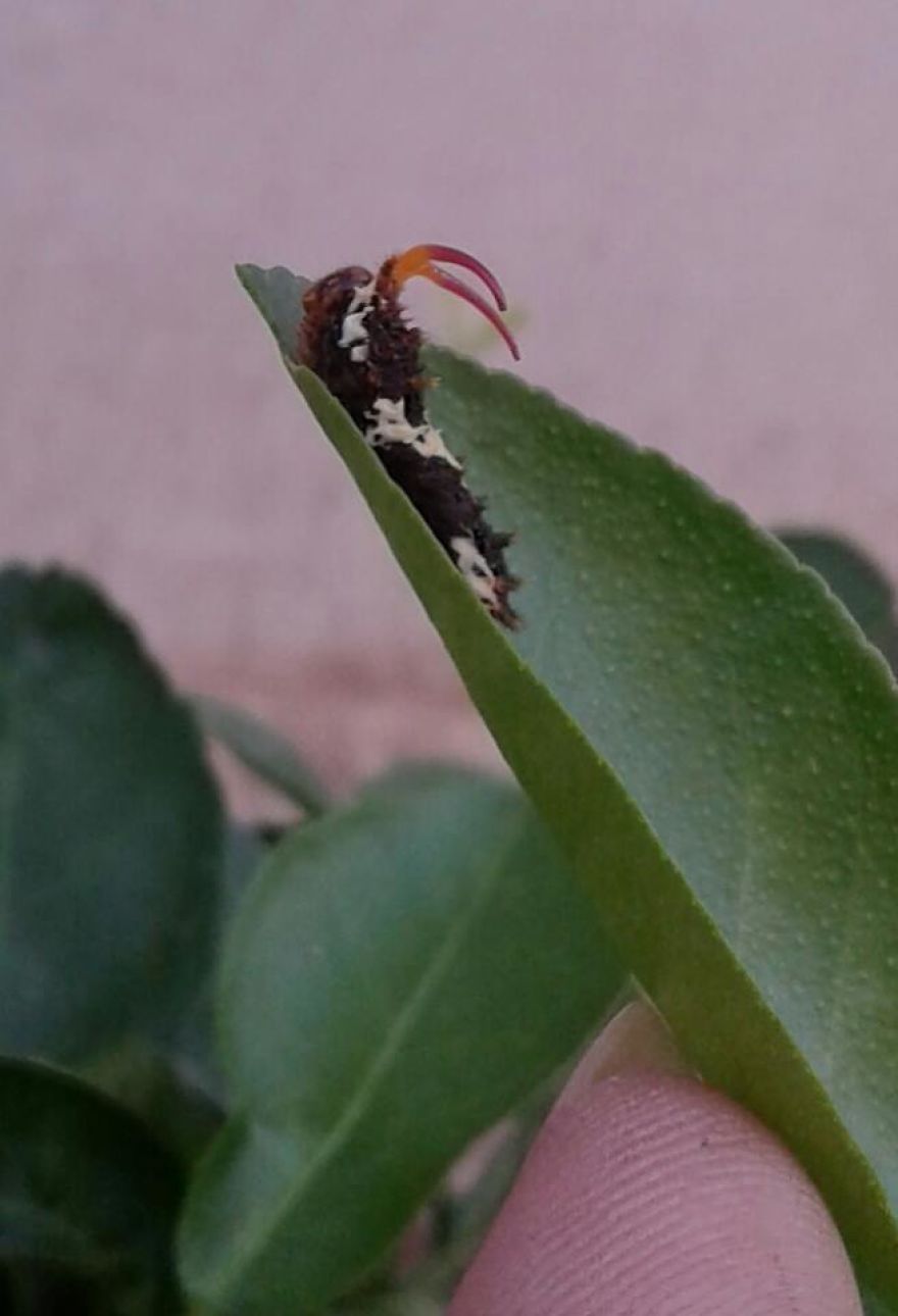 When She's Not In The Skies She's Raising Butterflies :) When She's Not In The Skies She's Raising Butterflies :)