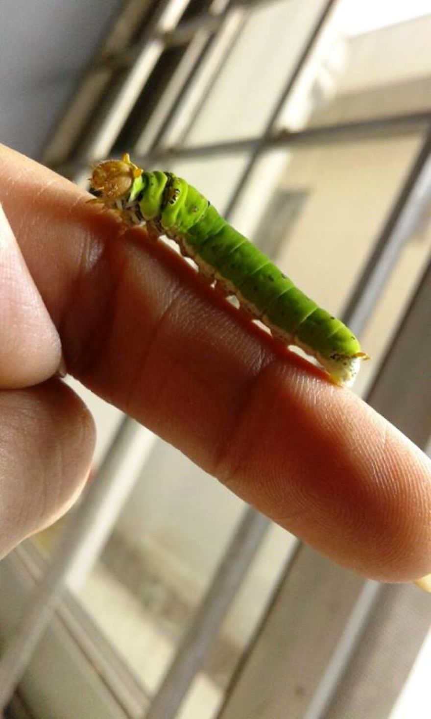 When She's Not In The Skies She's Raising Butterflies :) When She's Not In The Skies She's Raising Butterflies :)