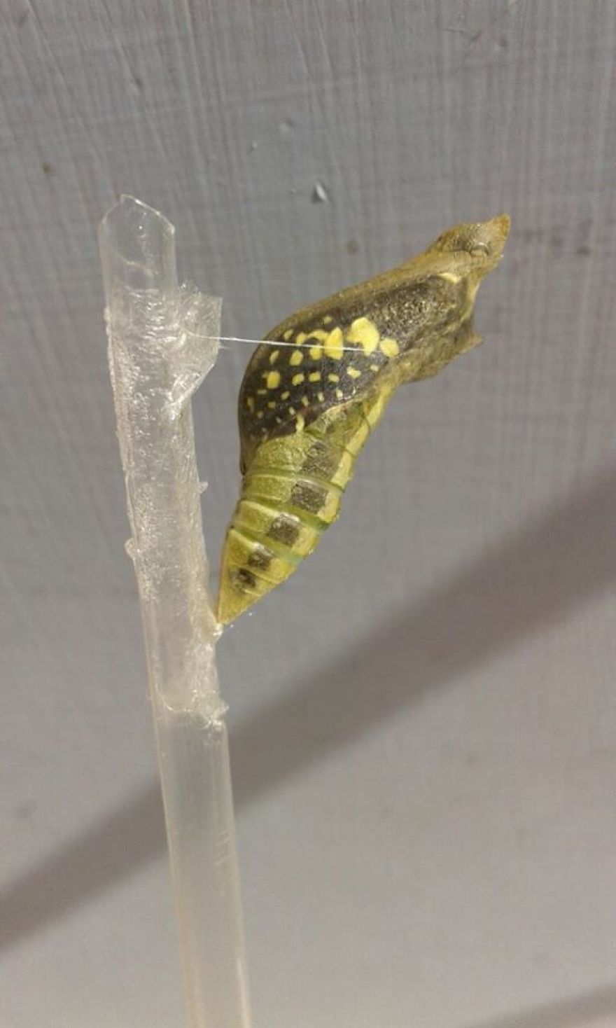 When She's Not In The Skies She's Raising Butterflies :) When She's Not In The Skies She's Raising Butterflies :)