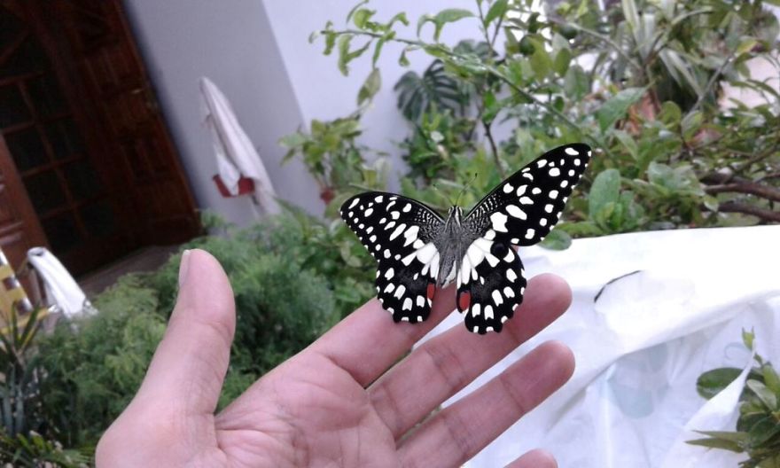 When She's Not In The Skies She's Raising Butterflies :) When She's Not In The Skies She's Raising Butterflies :)