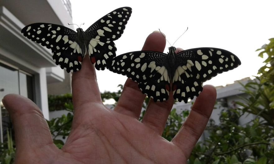 When She's Not In The Skies She's Raising Butterflies :) When She's Not In The Skies She's Raising Butterflies :)