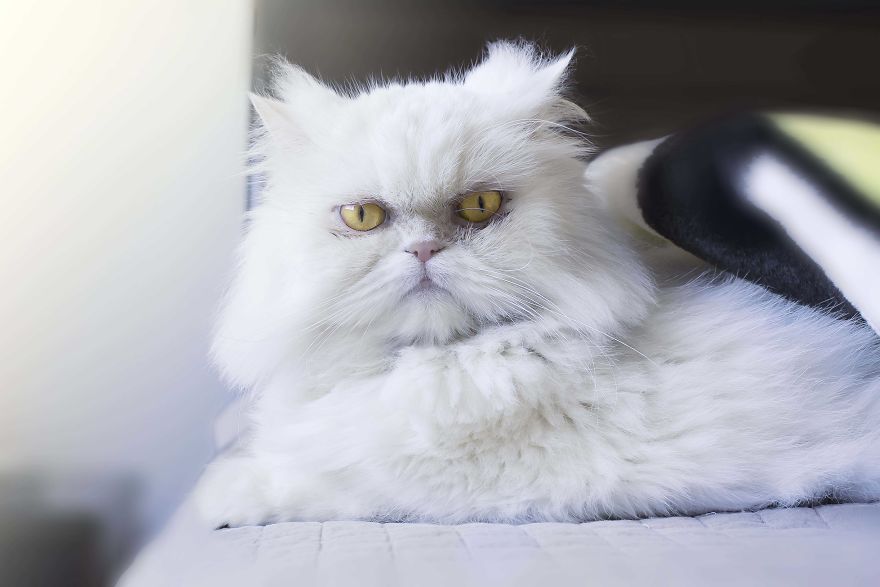 I Photograph Pets In Funny Moments To Raise Money For Charity