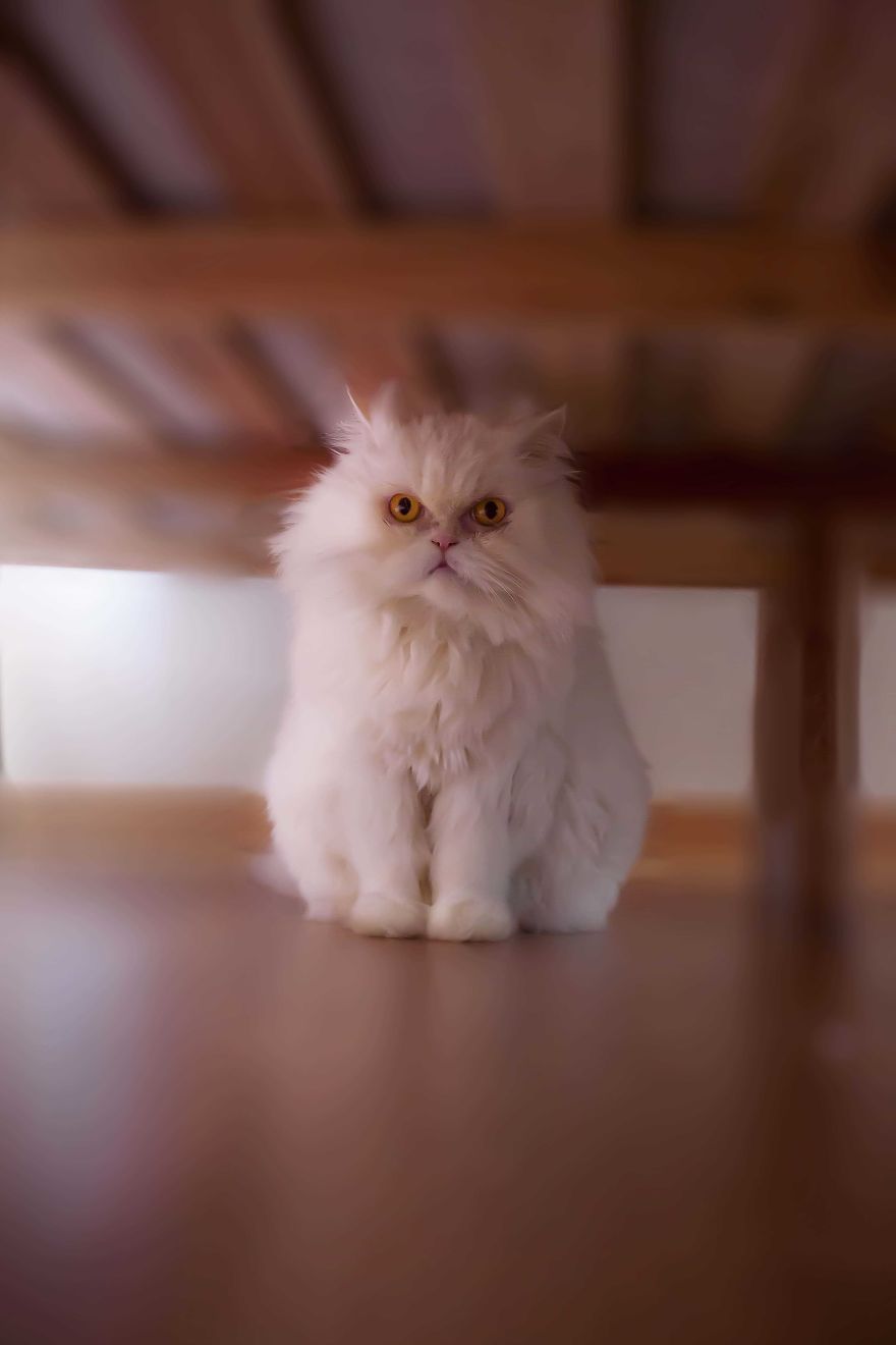 I Photograph Pets In Funny Moments To Raise Money For Charity