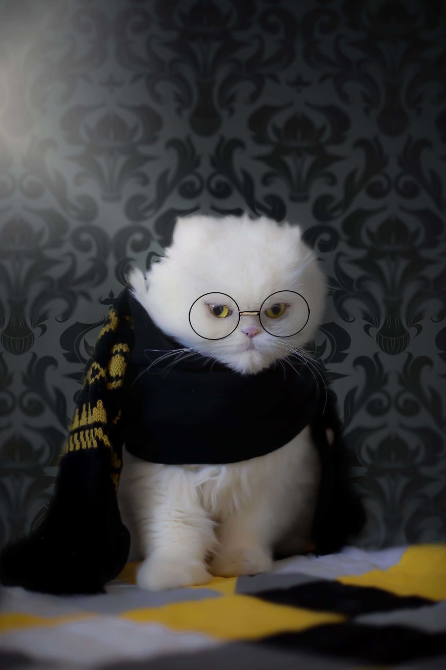 I Photograph Pets In Funny Moments To Raise Money For Charity