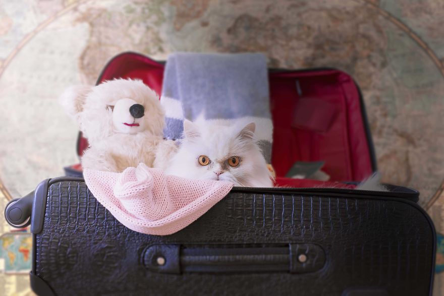 I Photograph Pets In Funny Moments To Raise Money For Charity