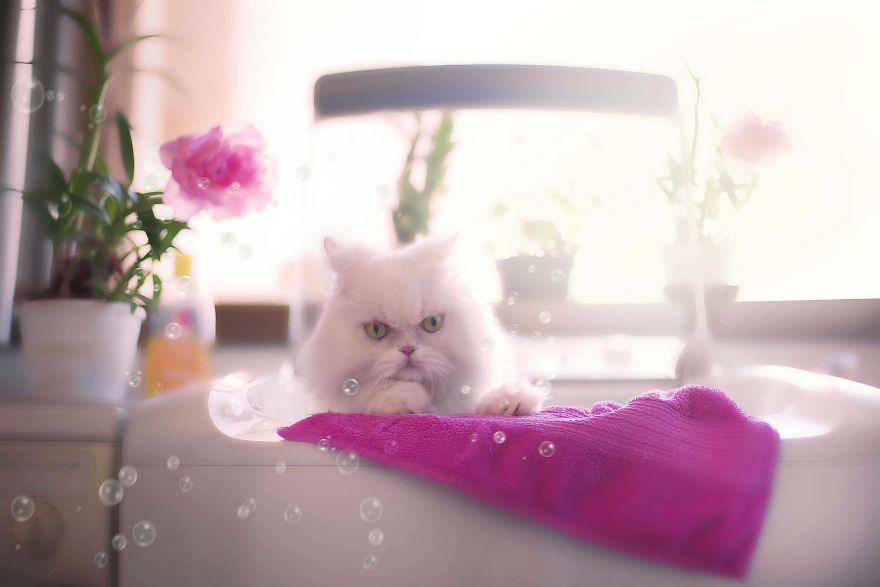 I Photograph Pets In Funny Moments To Raise Money For Charity