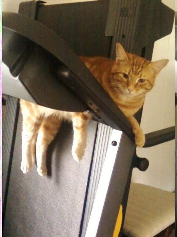 Why You Wake Me Up? I'm Comfy On This Bar.....