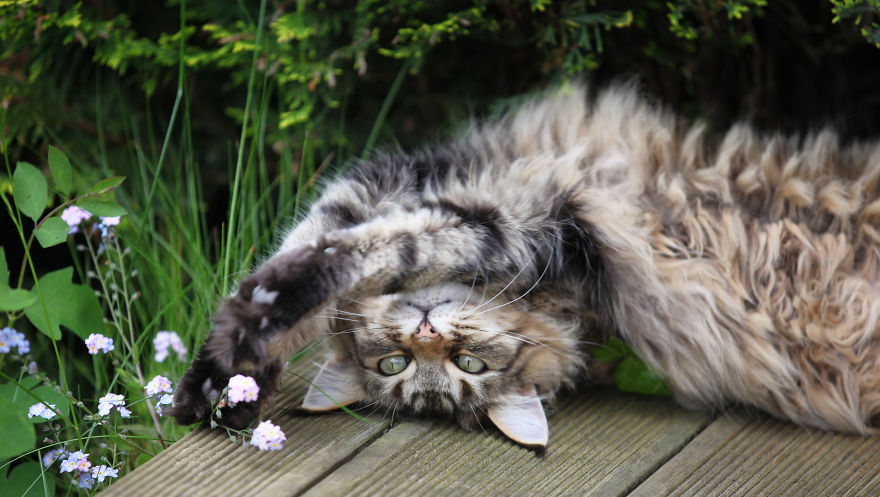 Why Maine Coon Cats Are So Cool Why Maine Coon Cats Are So Cool