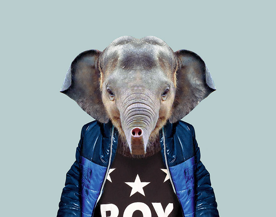 African Bush Elephant (Calf)