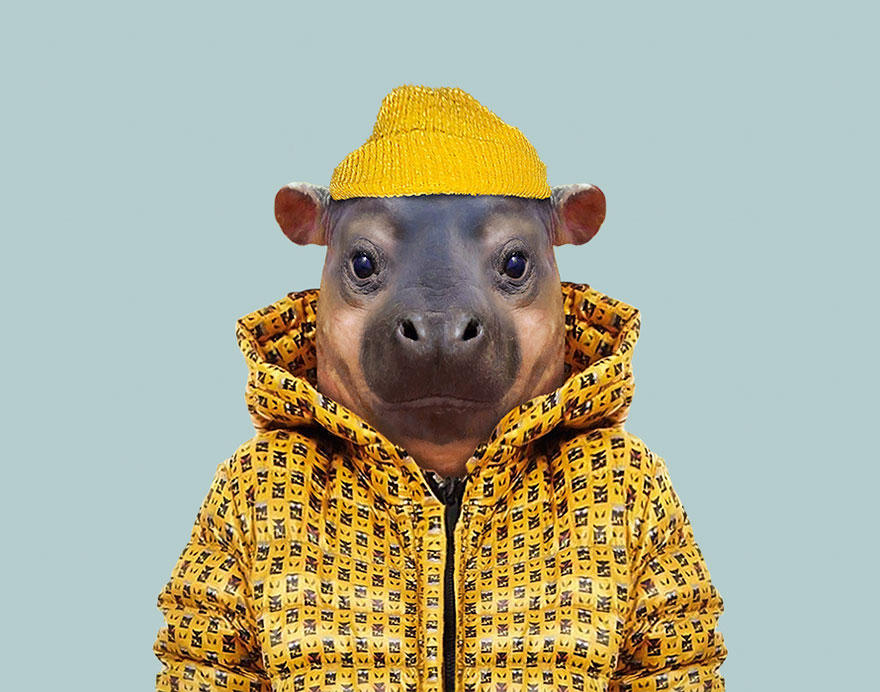 Pygmy Hippopotamus (Calf)