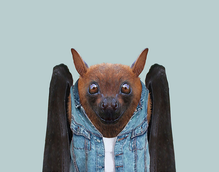 Eastern Tube-Nosed Bat