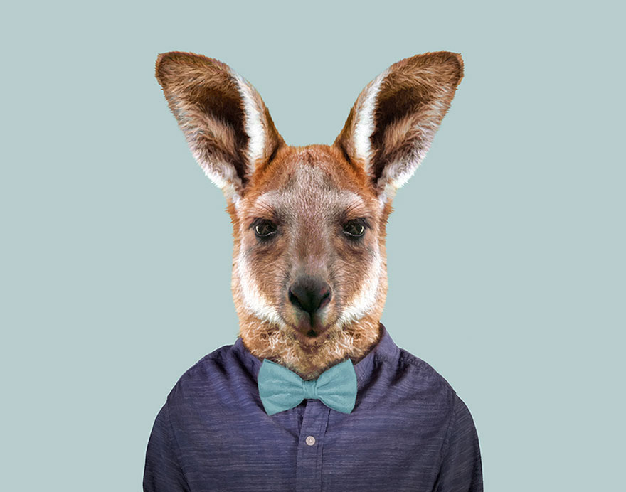 Red Kangaroo