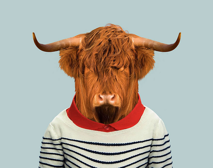 Scottish Highland Bull