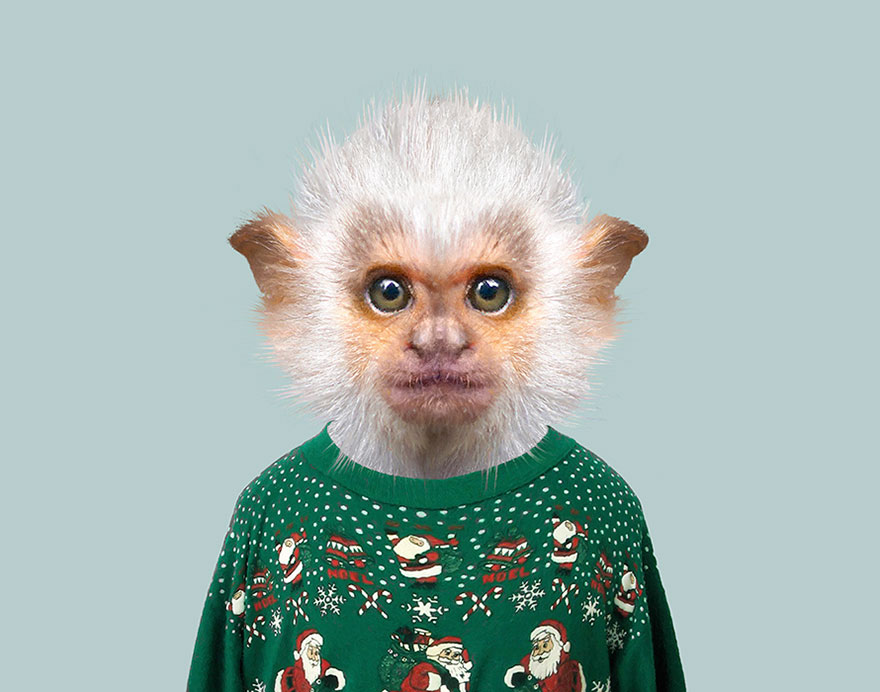 Silvery Marmoset (Infant)