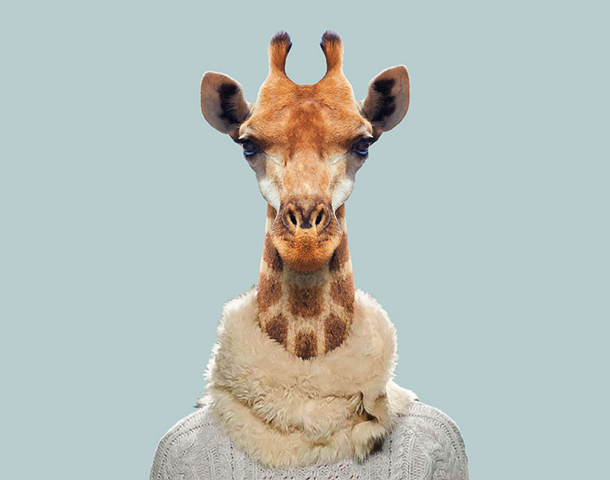 South African Giraffe