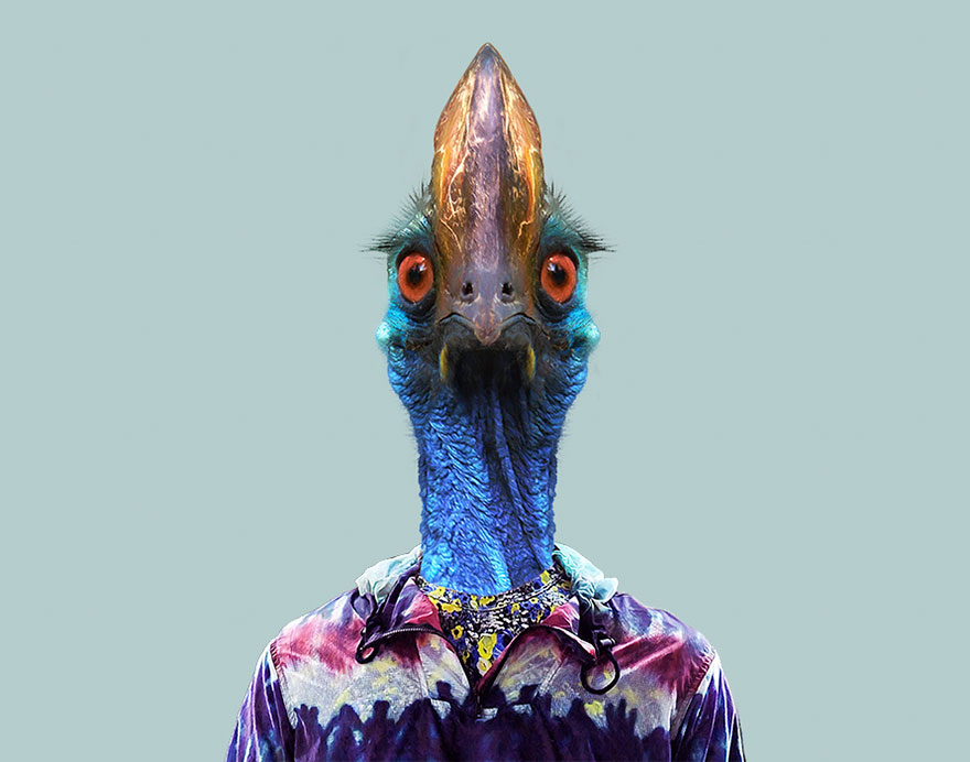 Southern Cassowary