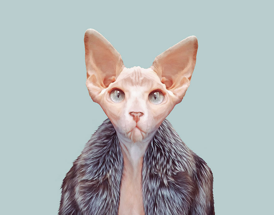 Sphynx Cat