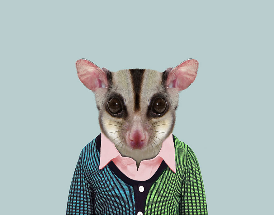 Sugar Glider