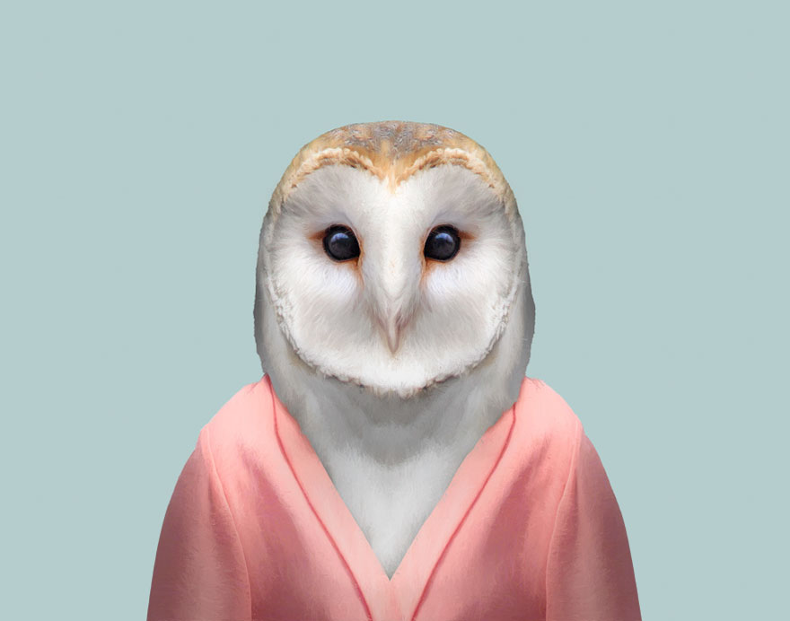 Barn Owl
