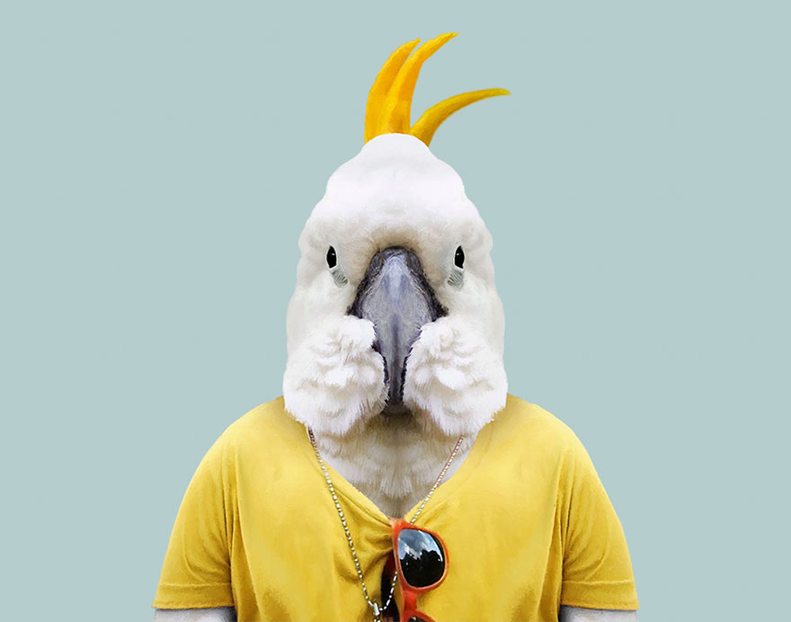 Sulphur Crested Cockatoo