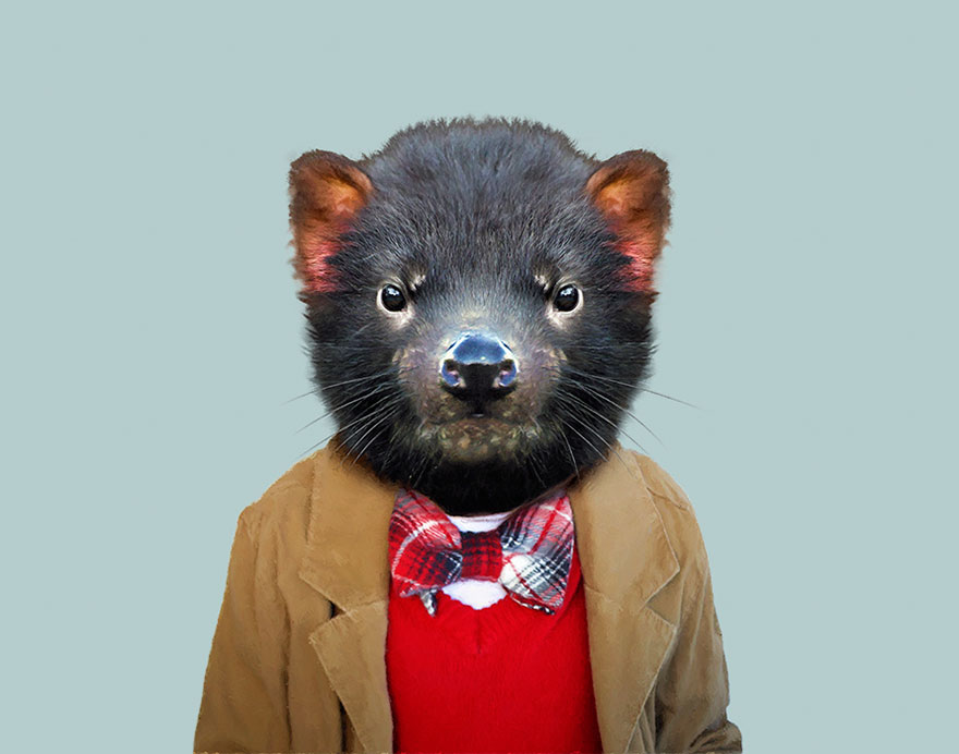 Tasmanian Devil (Pup)