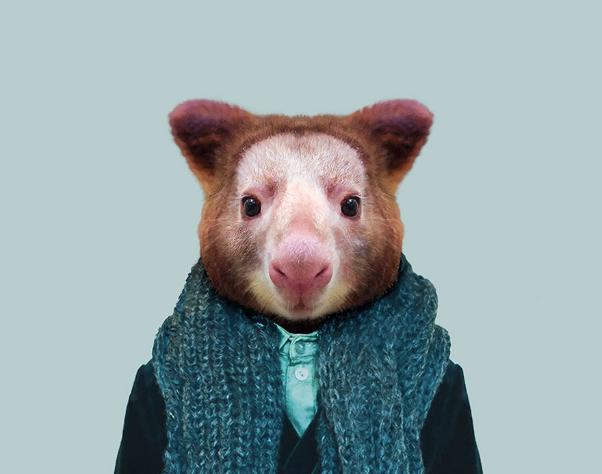 Matschie’s Tree-Kangaroo