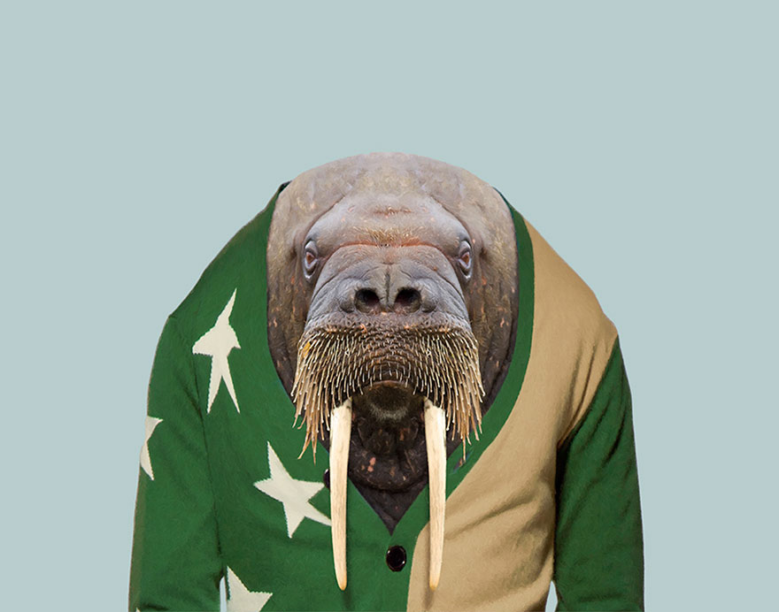 Walrus