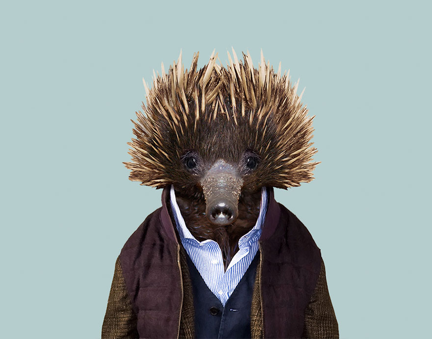 Western Long-Beaked Echidna