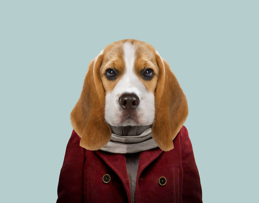 Beagle (Pup)