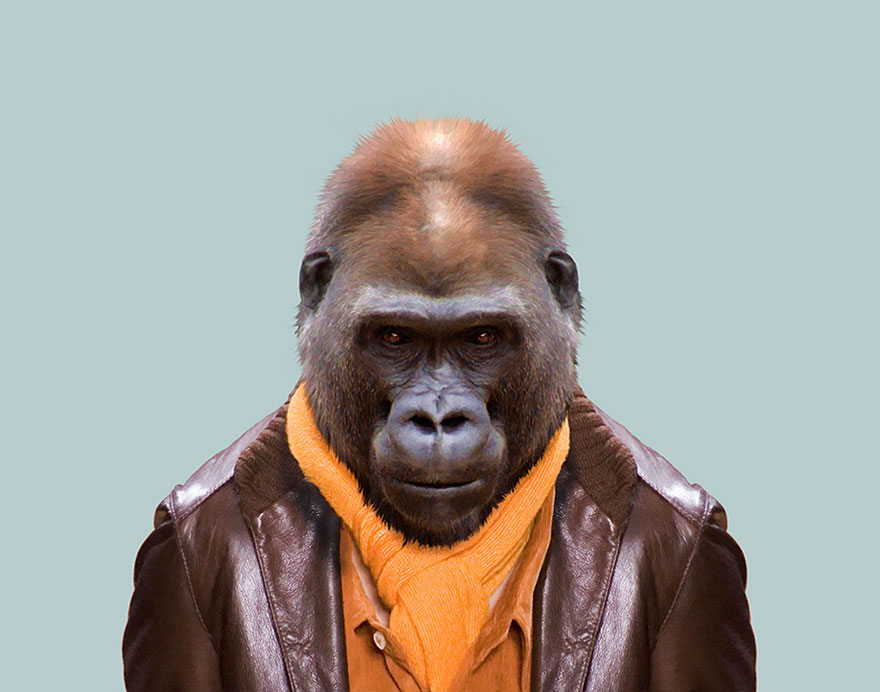 Western Lowland Gorilla