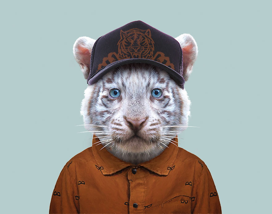 White Bengal Tiger (Cub)